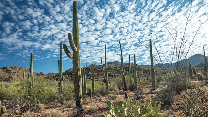 Saguaro cacti