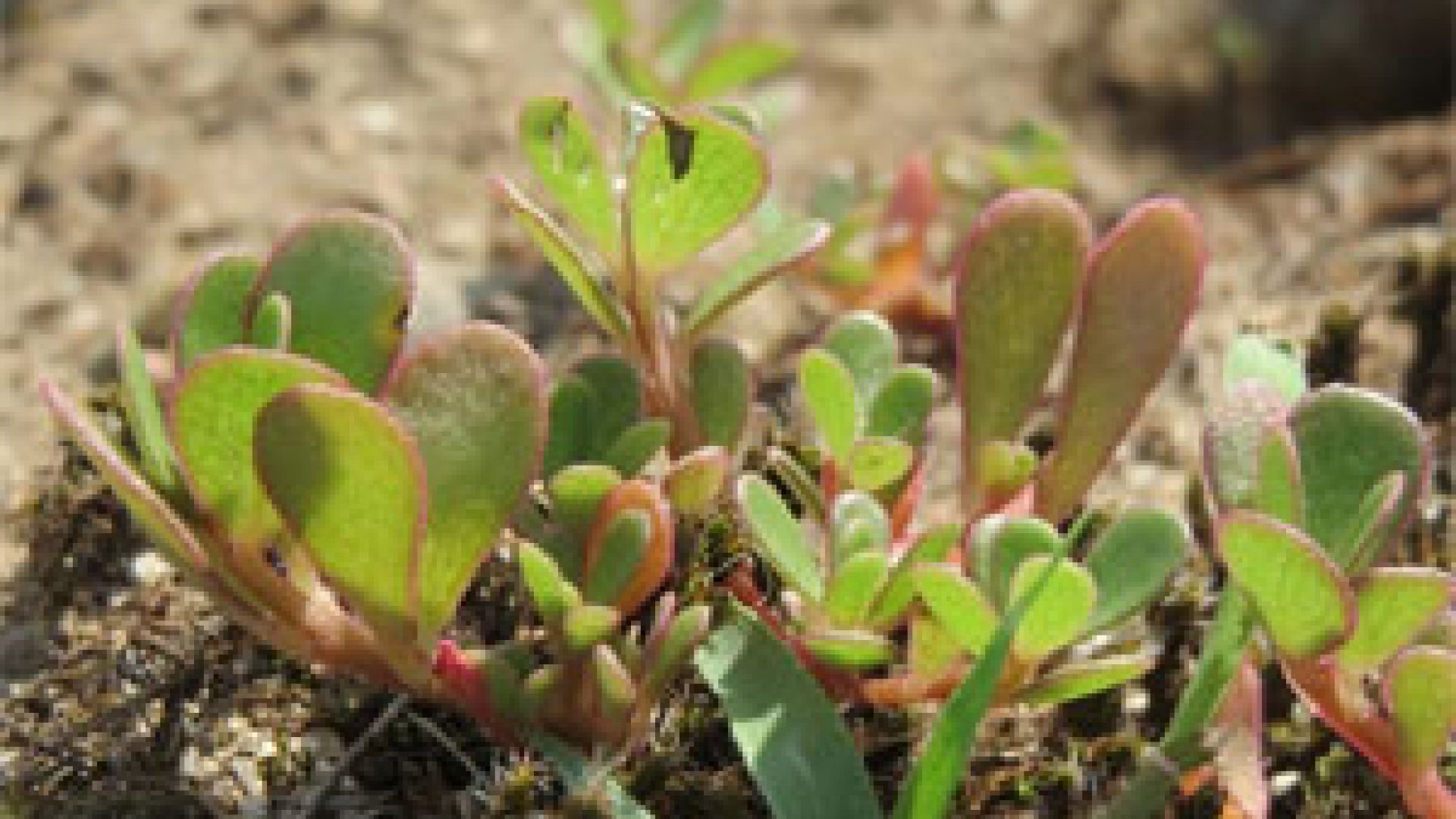 Purslane