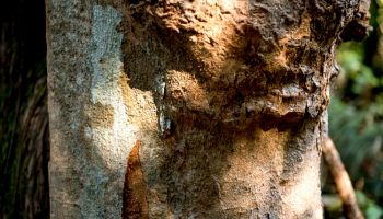 a tree branch with Palo Verde Tree Disease