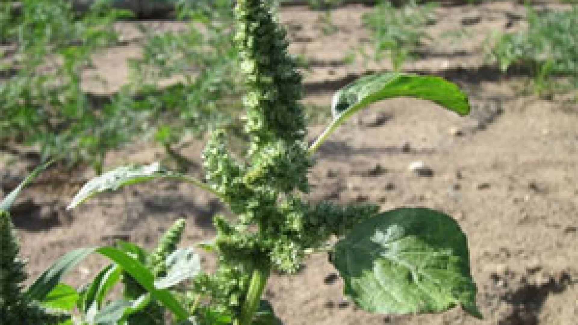 Pigweed