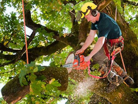 Tree Services