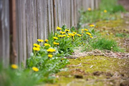 Tucson Weed Control