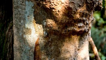 a tree branch with Palo Verde Tree Disease