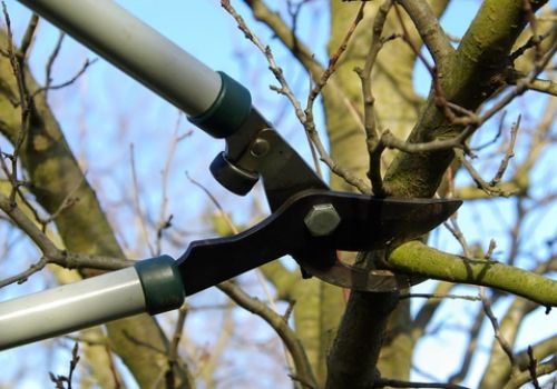 Worker removing branches