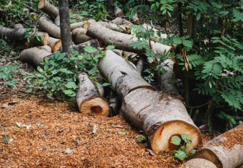 Tree Removal Services