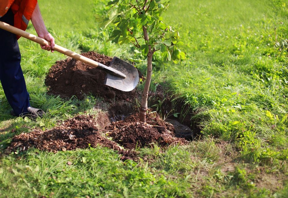 Man planting tree