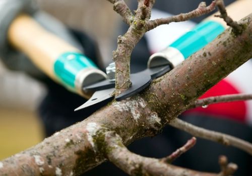 Worker cutting tree