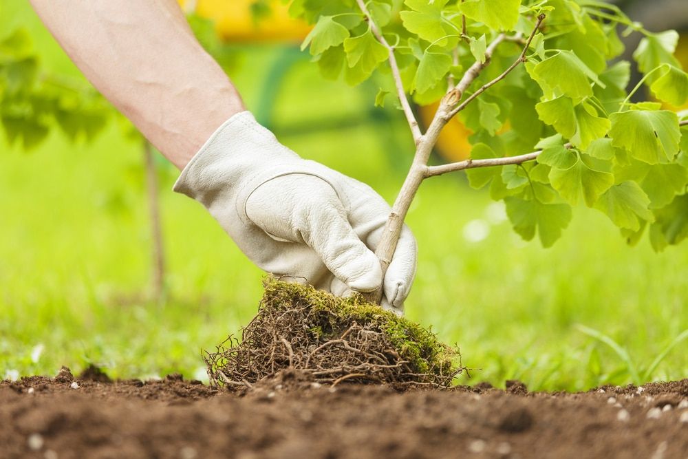 Tree Planting Tucson