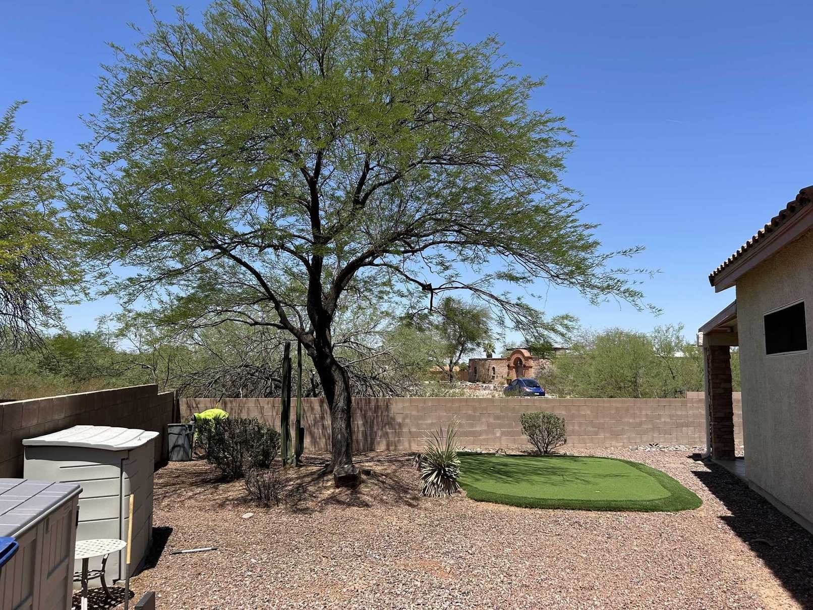 Saguaro cactus