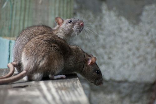 Pack Rat Removal in Tucson