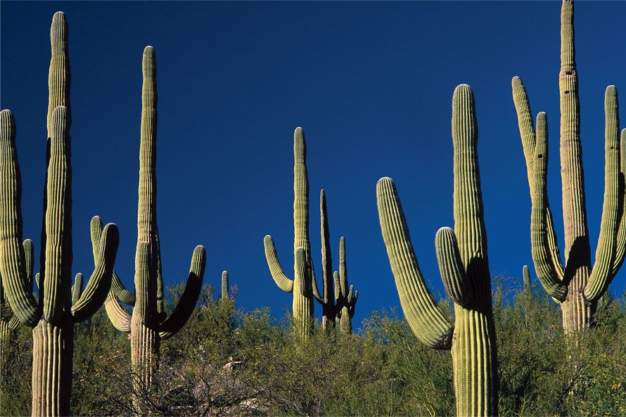 Saguaro cactus