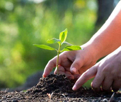 Tree Planting Services