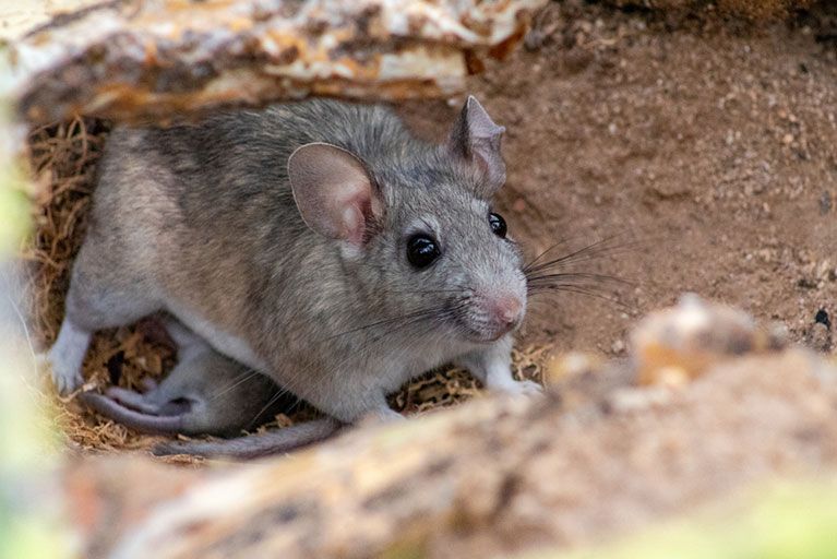 Pack rat