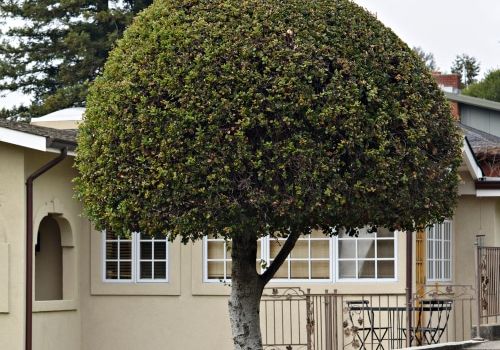 Tree in neighborhood