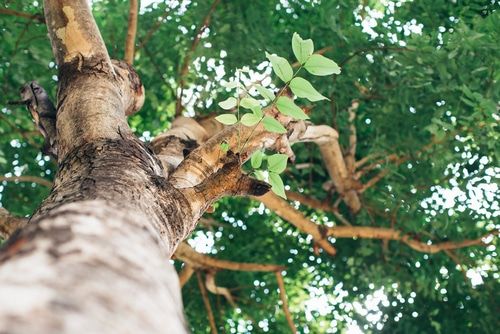 Tree Services in Tucson