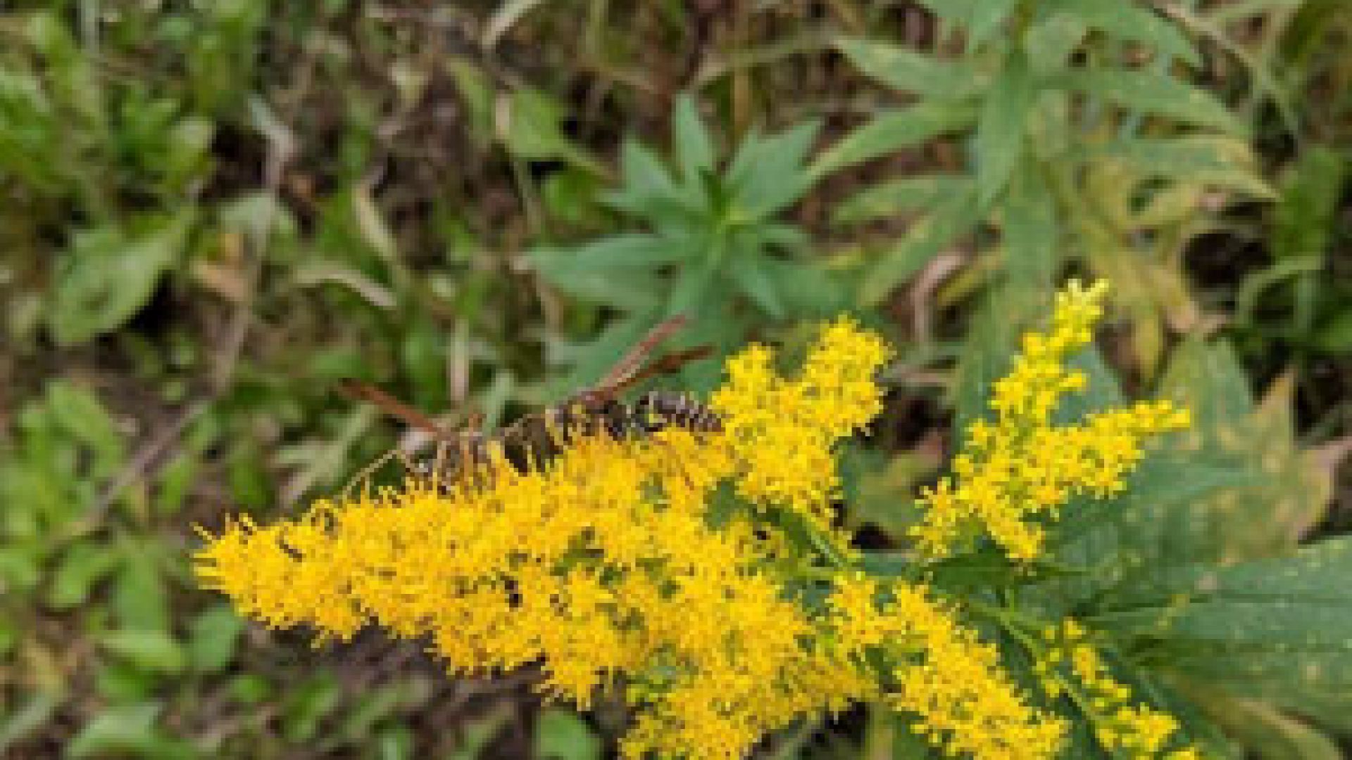 Ragweed
