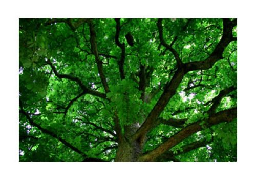 Tree Crown Reduction in Tucson