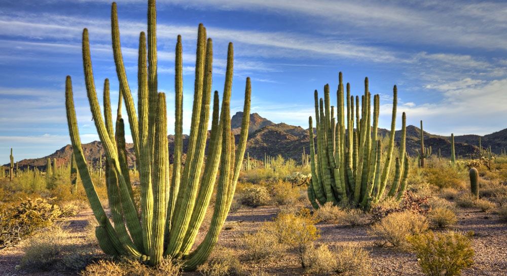 Organ Pipe Cactus