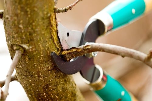 Tree Trimming Services