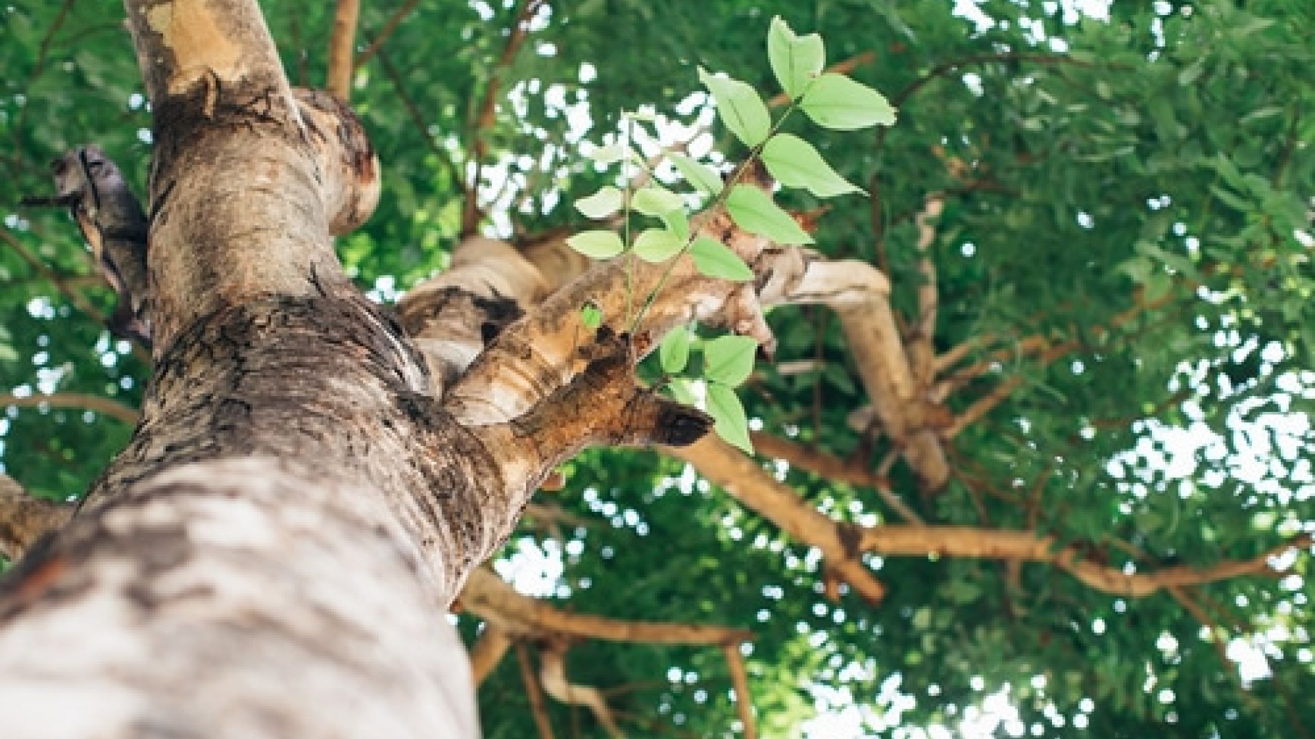 Tree Crown Reduction