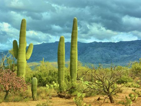 Cactus Removal