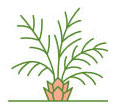 Irrigation Services
