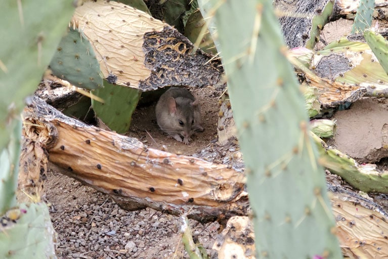 Pack rat nest in cactus