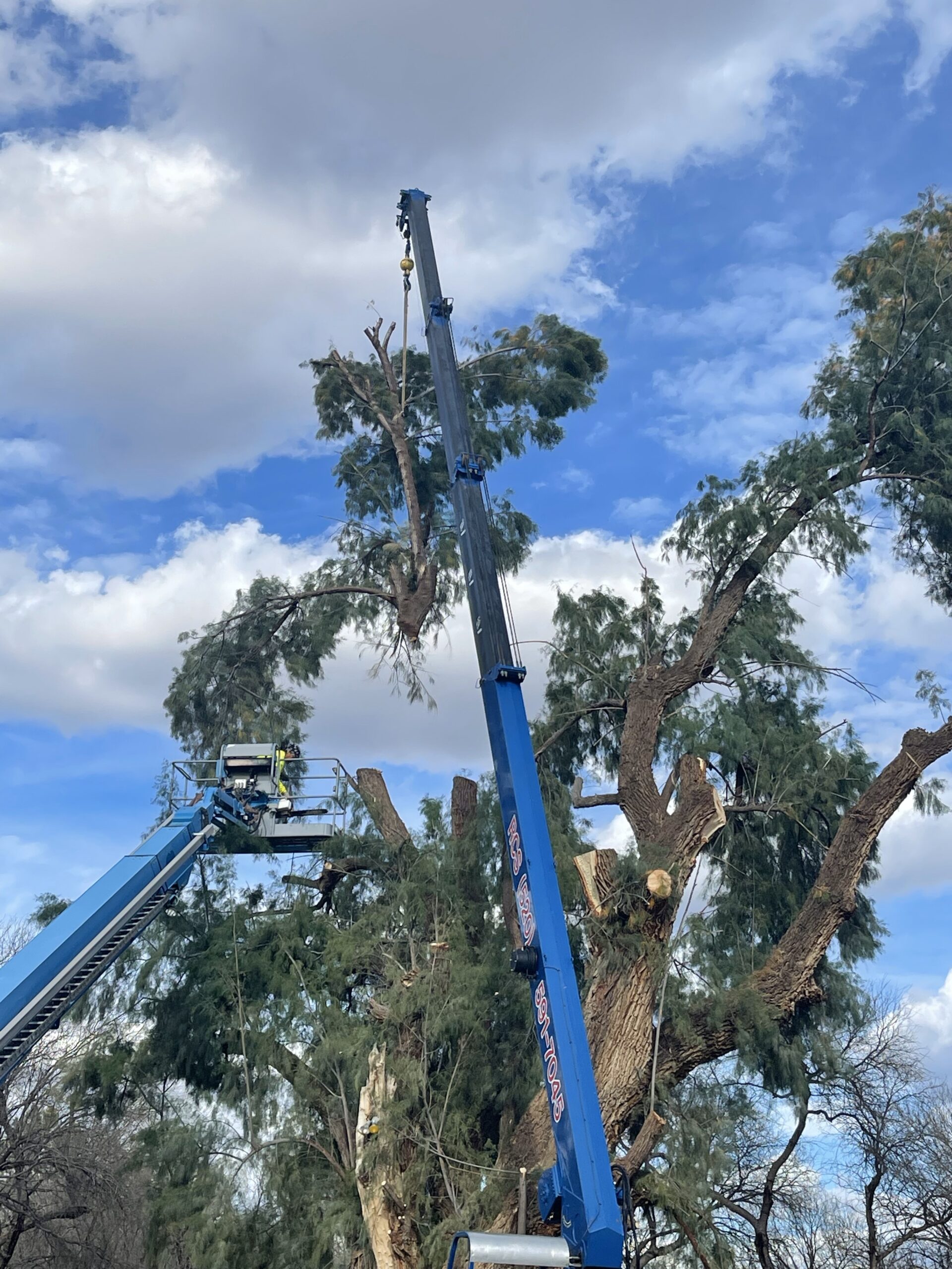 Crane Tree Removal