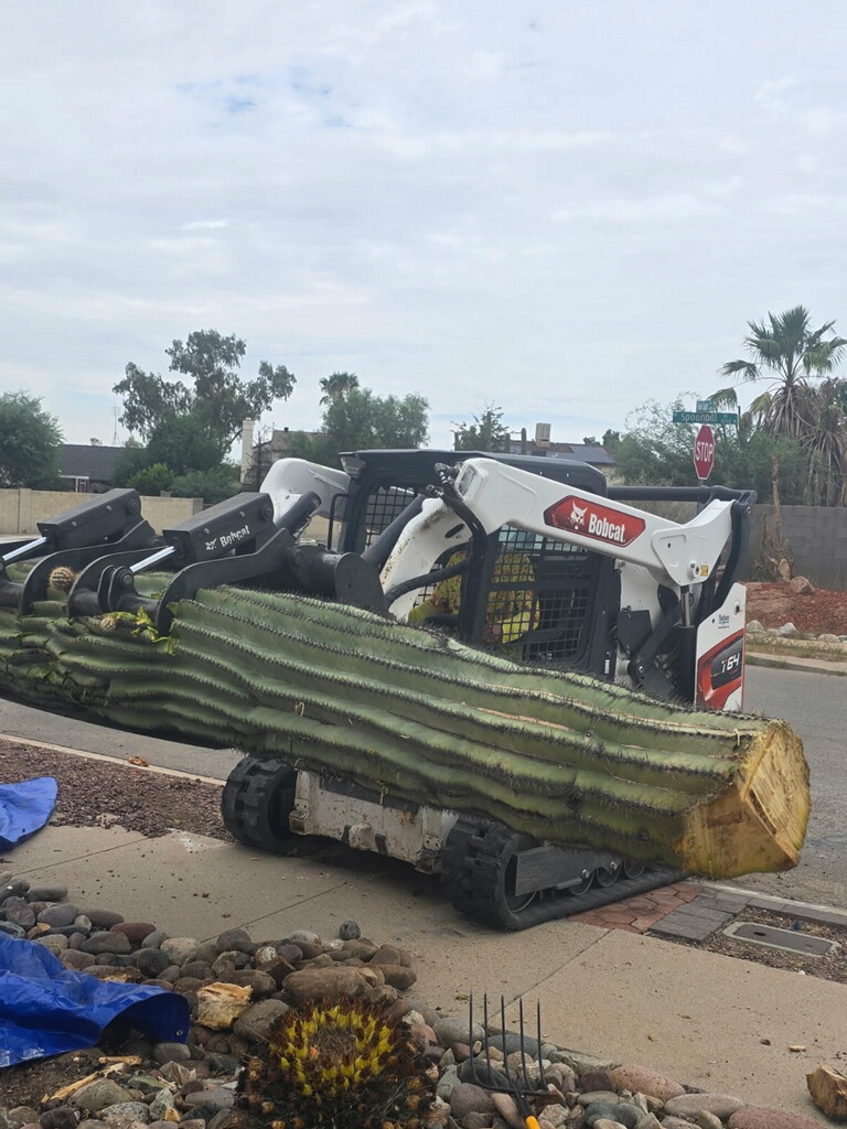Removing Saguaro cactus