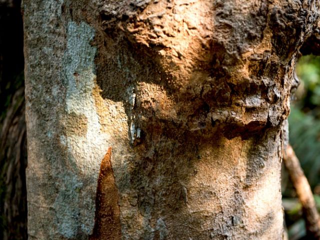 a tree branch with Palo Verde Tree Disease