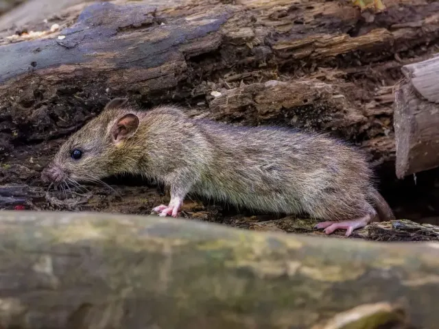 how to get rid of pack rats