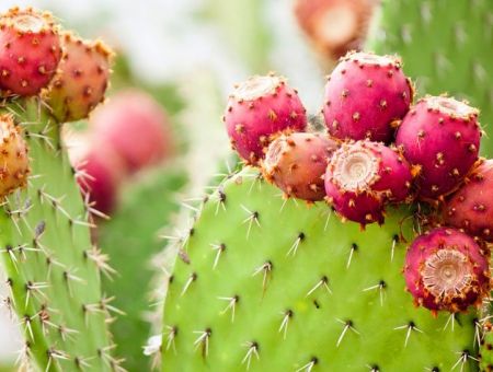 Prickly Pear Cactus