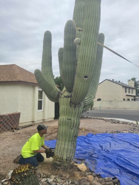 Team Preparing Cactus for Transport