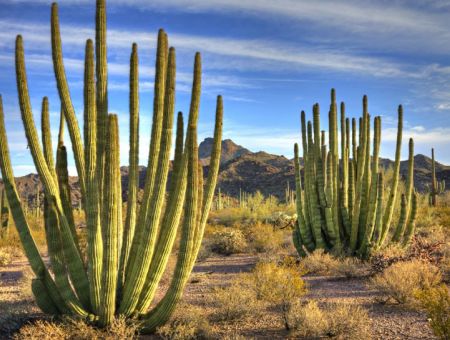 Pipe Cactus