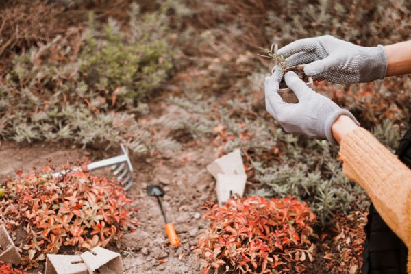a woman planting desert trees