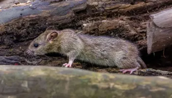 how to get rid of pack rats