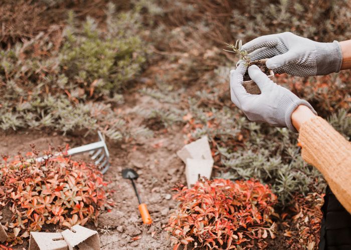 a woman planting desert trees