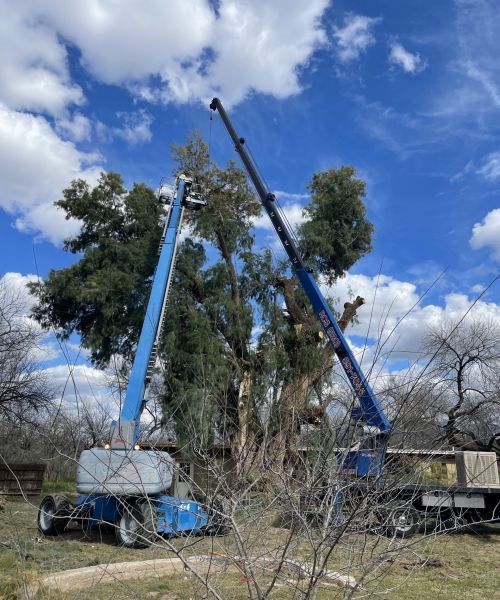 Tree Removal Services