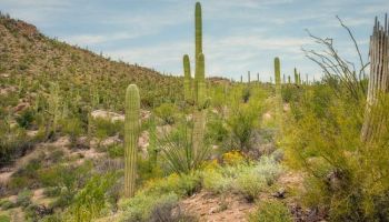 arizona saguaro cactus