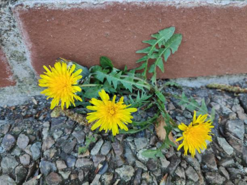 Tucson Weed Control