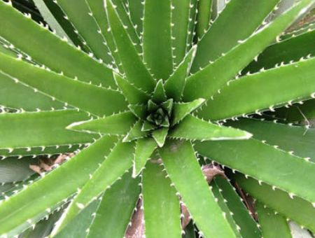 Cactus Plant