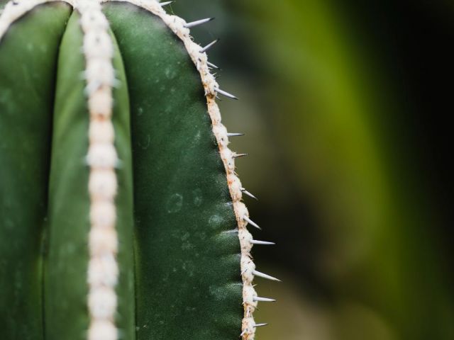 cactus removal Arizona