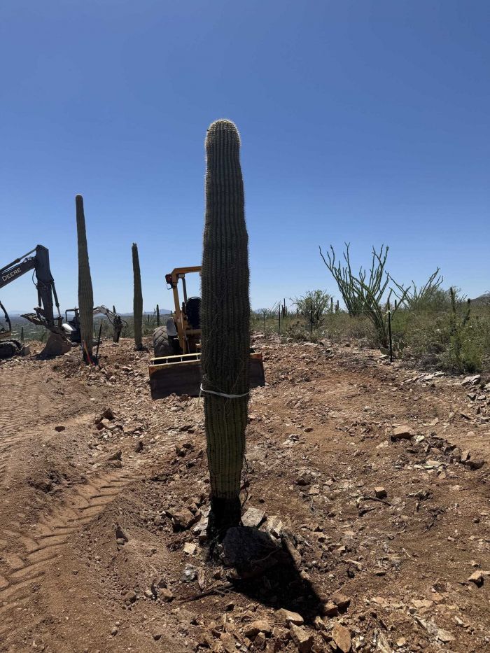 Successfully Relocated Cactus Garden