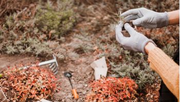 a woman planting desert trees