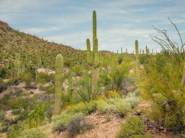arizona saguaro cactus