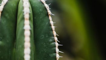 cactus removal Arizona