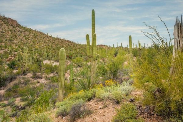 arizona saguaro cactus