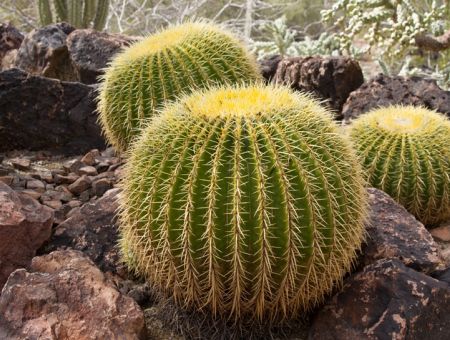 Barrel Cactus
