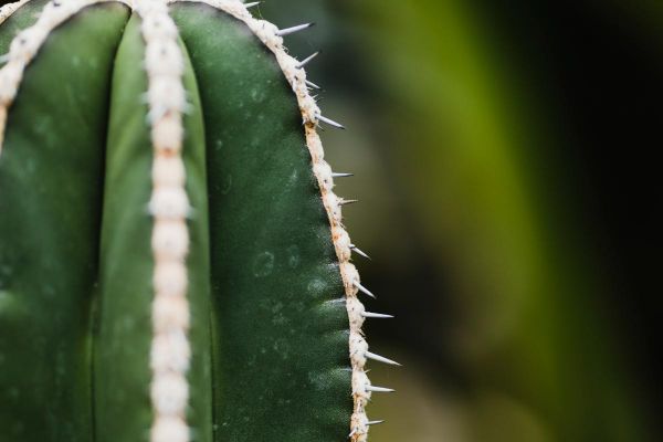 cactus removal Arizona