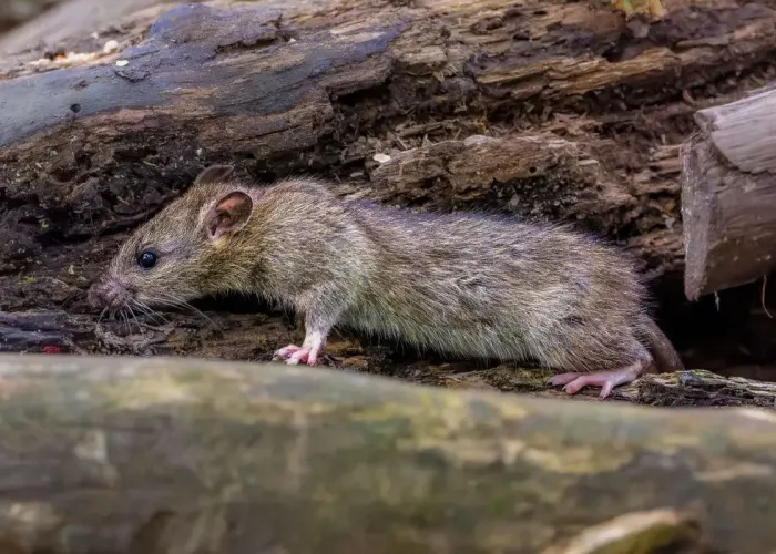 how to get rid of pack rats